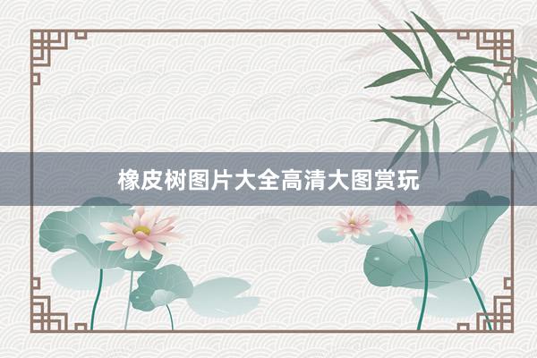 橡皮树图片大全高清大图赏玩